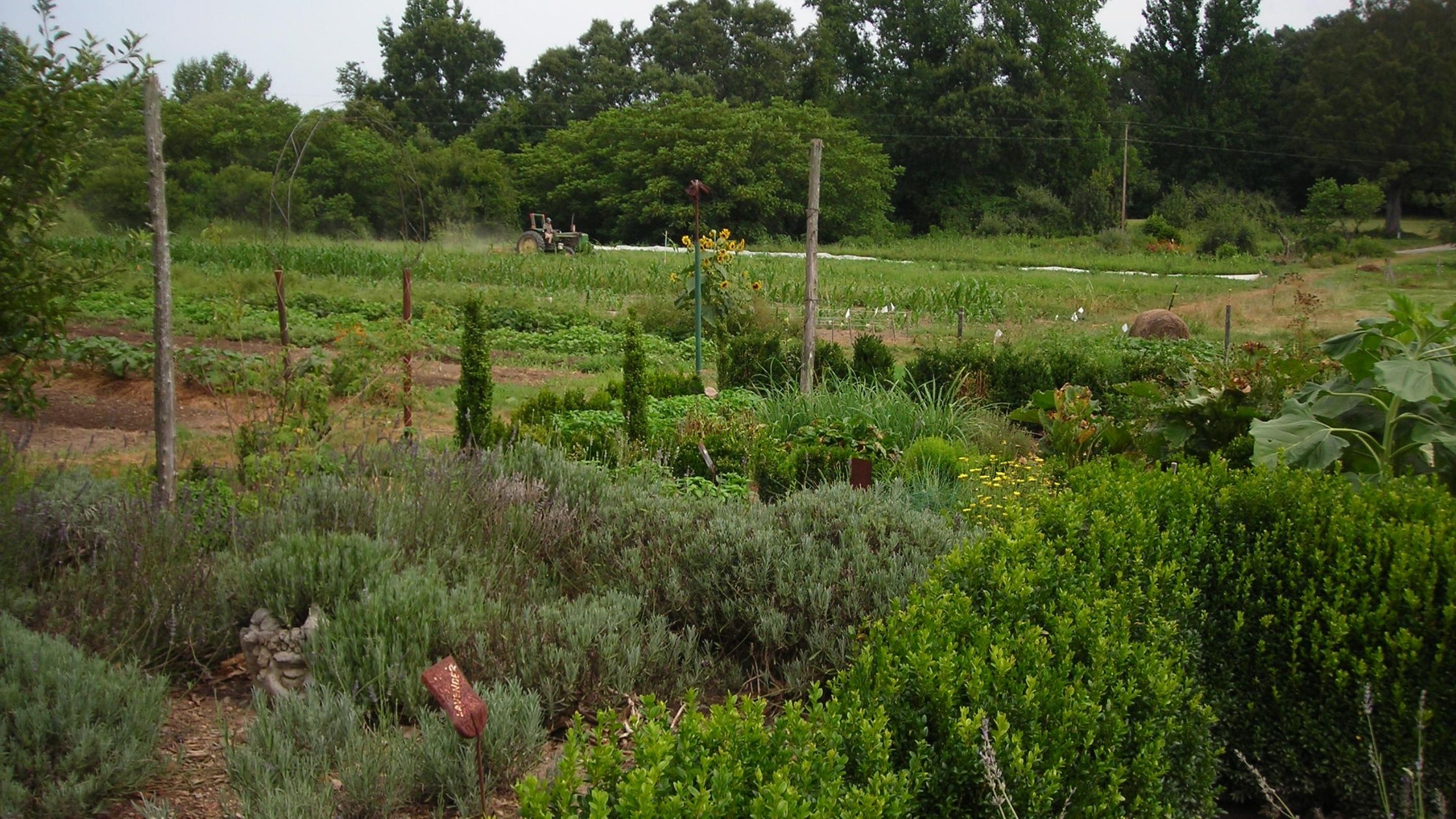 herb garden (herbalism)