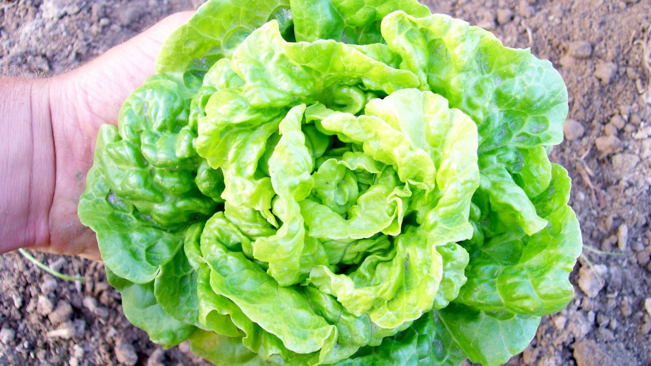 Tom Thumb Lettuce (mini vegetables)