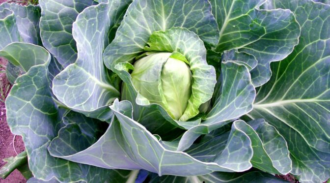 7 Steps to Saving Cabbage Seed