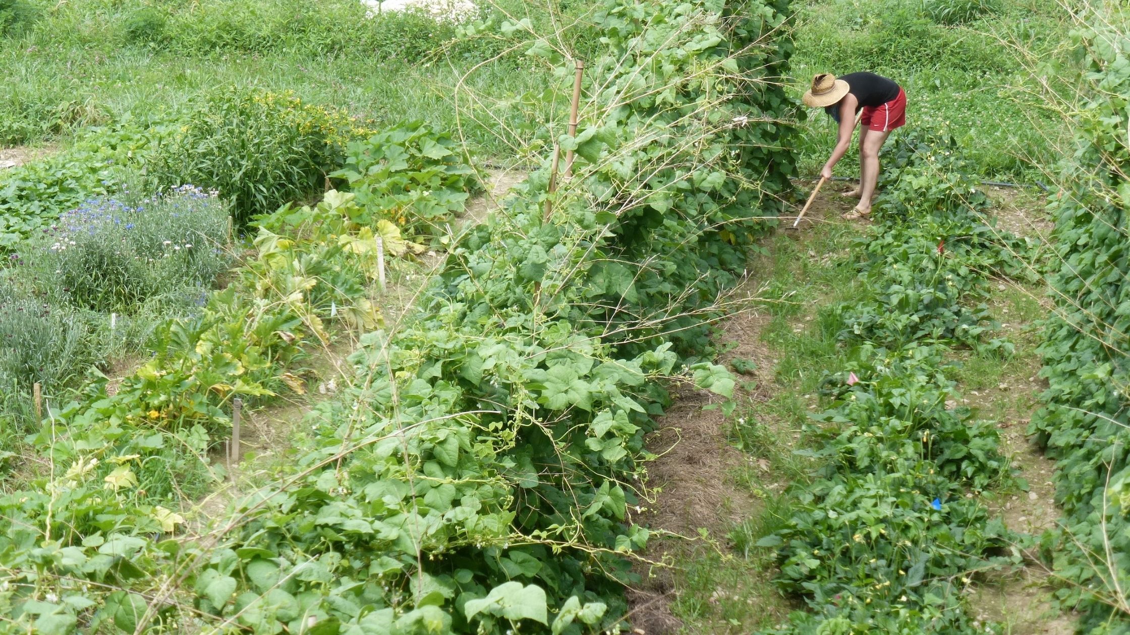 sustainable garden