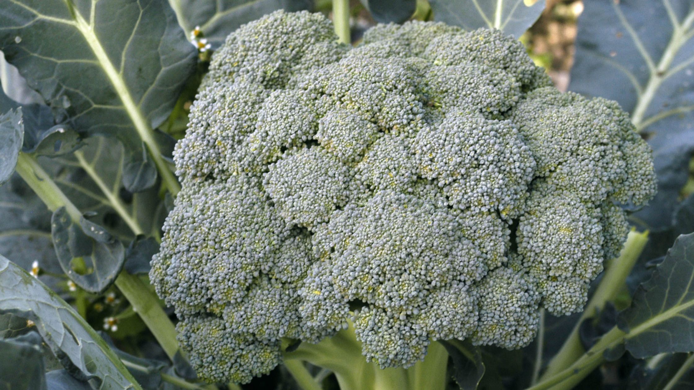Broccoli (succession planting crop)