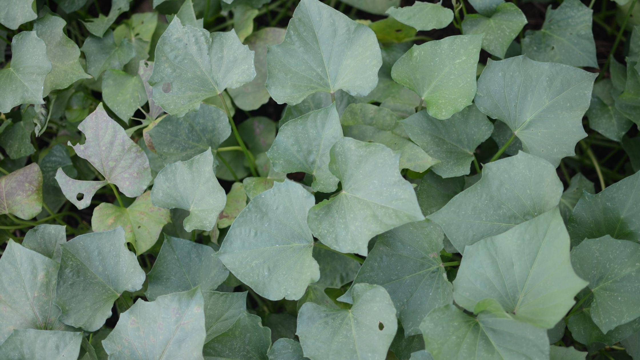 Growing Sweet Potatoes (sweet potato vines)