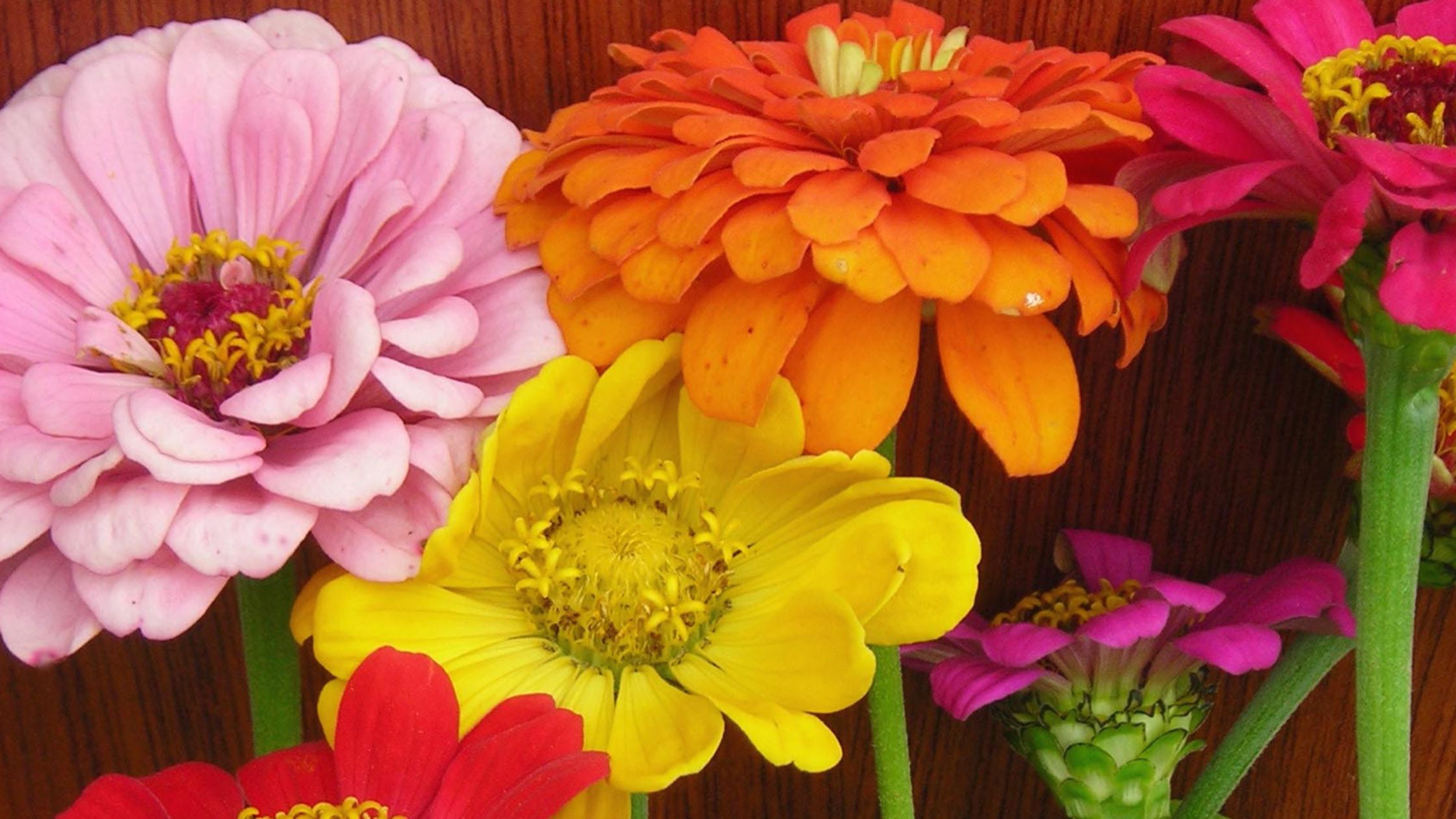 Zinnias (succession planting crop)