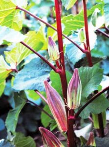 Hill Country Heirloom Red Okra