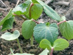 Okra Seedlings