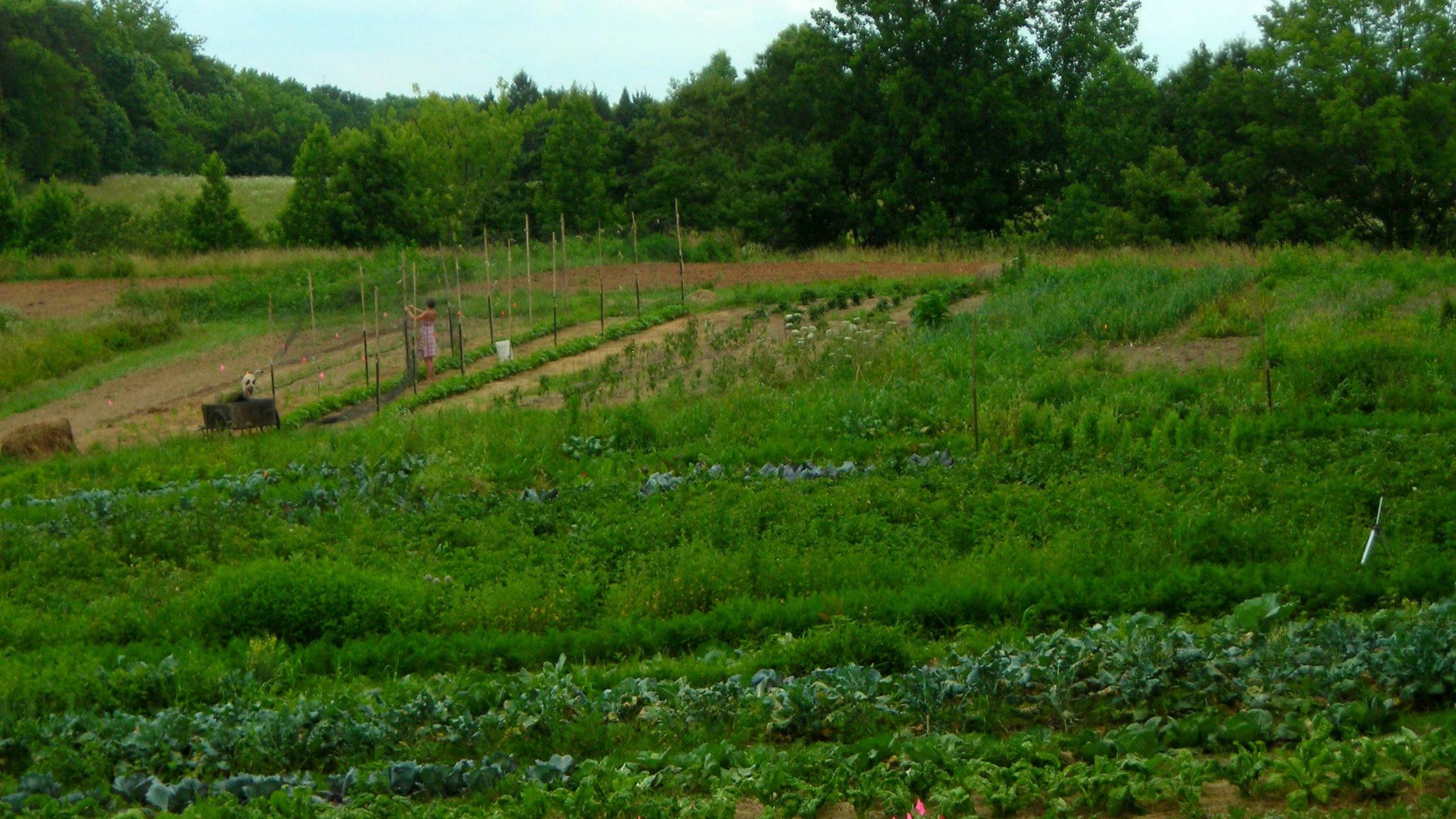 June garden checklist