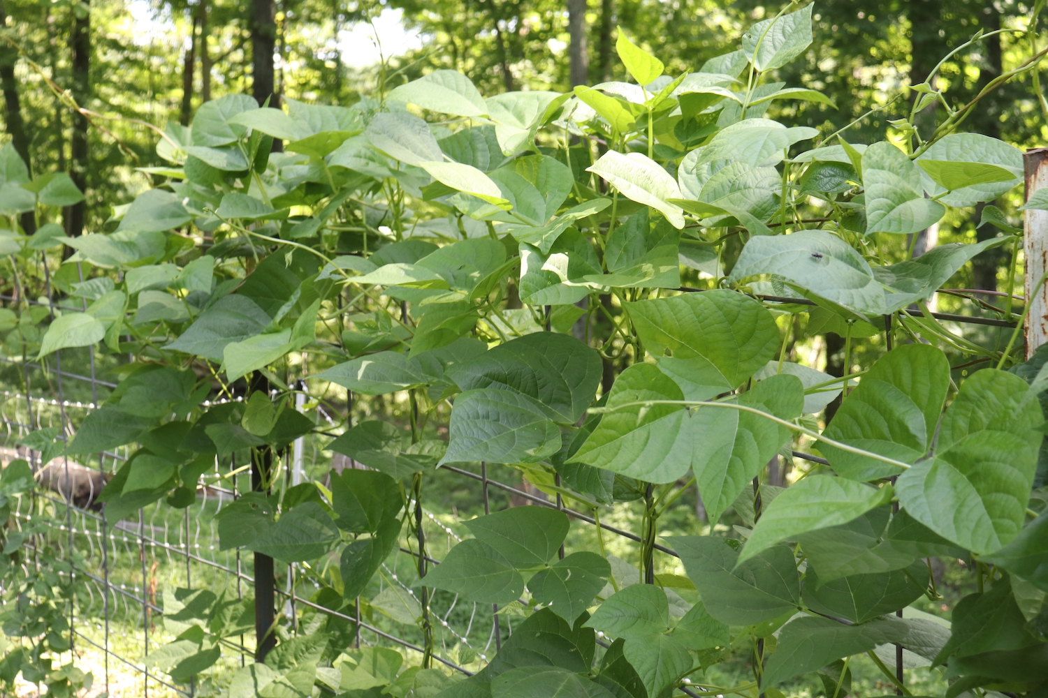 Preservation: Leather Britches | Southern Exposure Seed Exchange