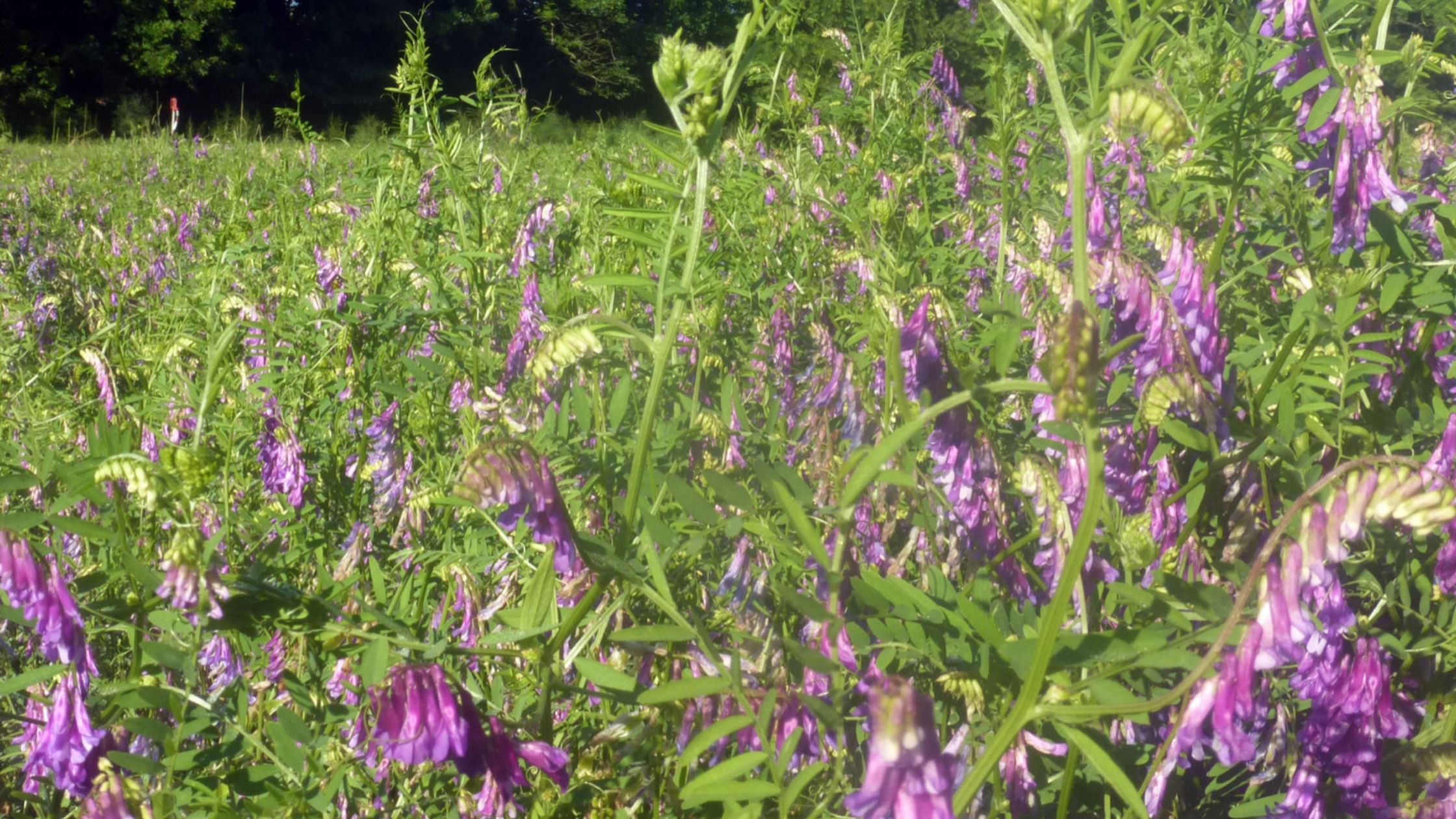 Cover Crops to Improve Soil Fertility