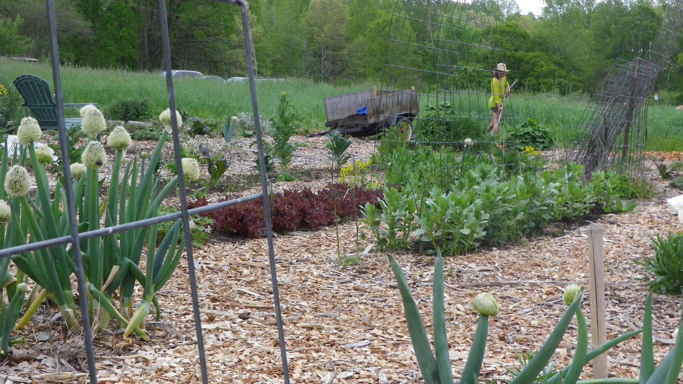 Woodchips for Soil Fertility