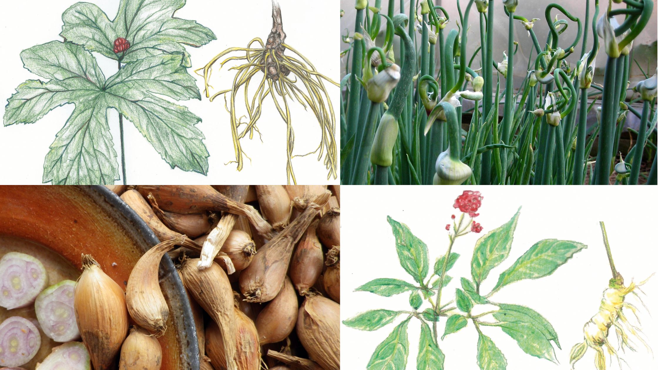 4 Unusual Perennials to Plant This Fall Southern Exposure Seed Exchange