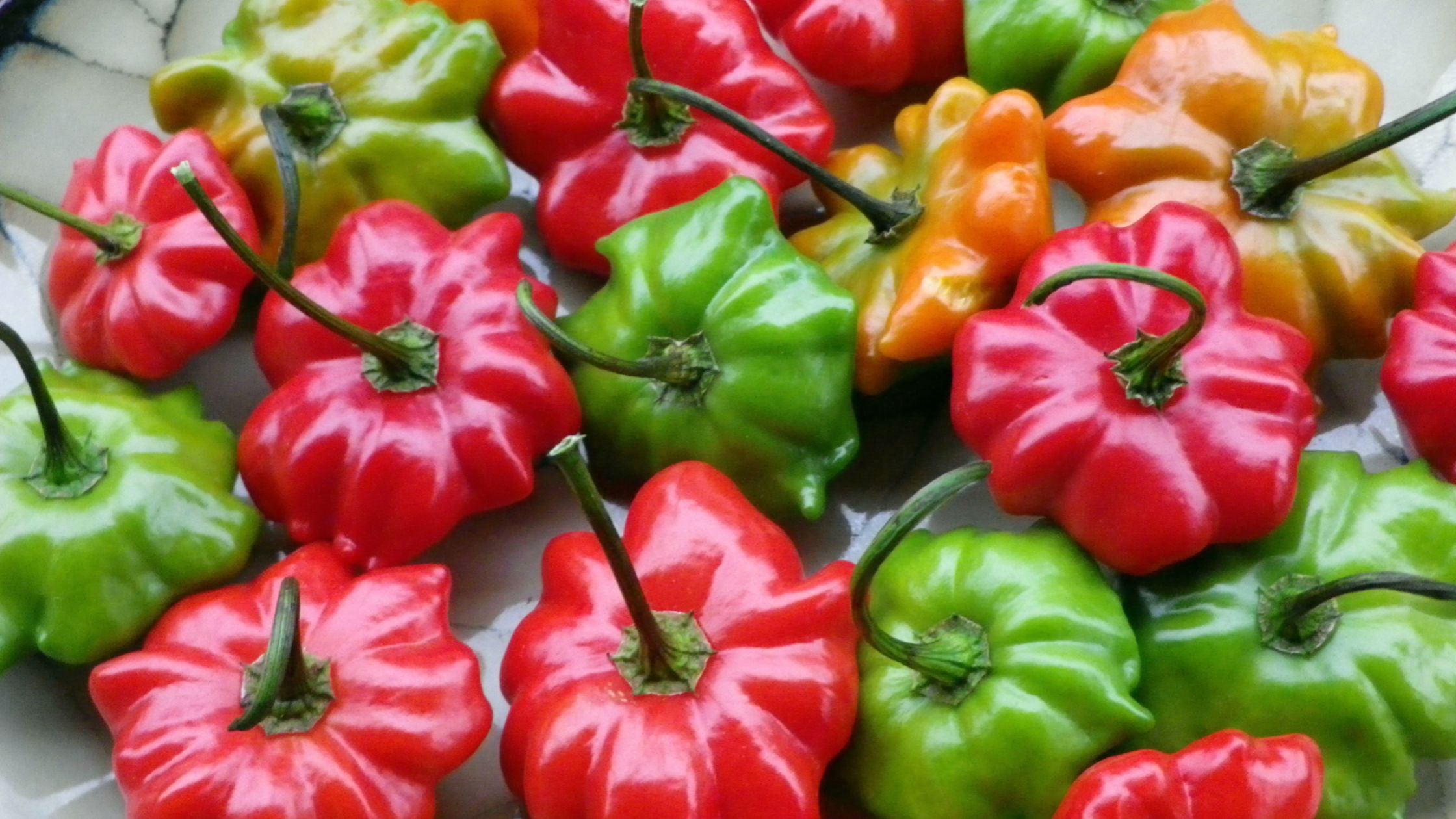 6 Steps to Save Pepper Seed Southern Exposure Seed Exchange