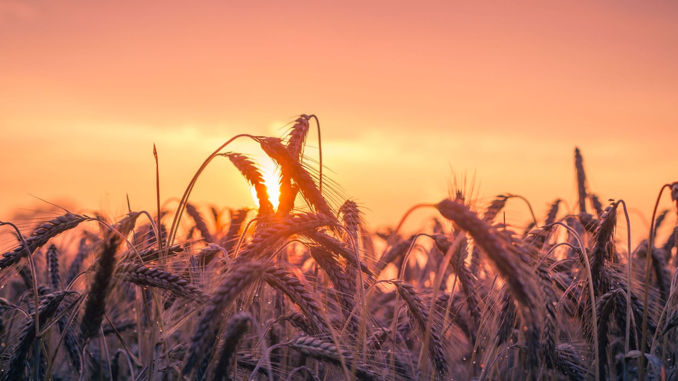 harvest season traditions (wheat)