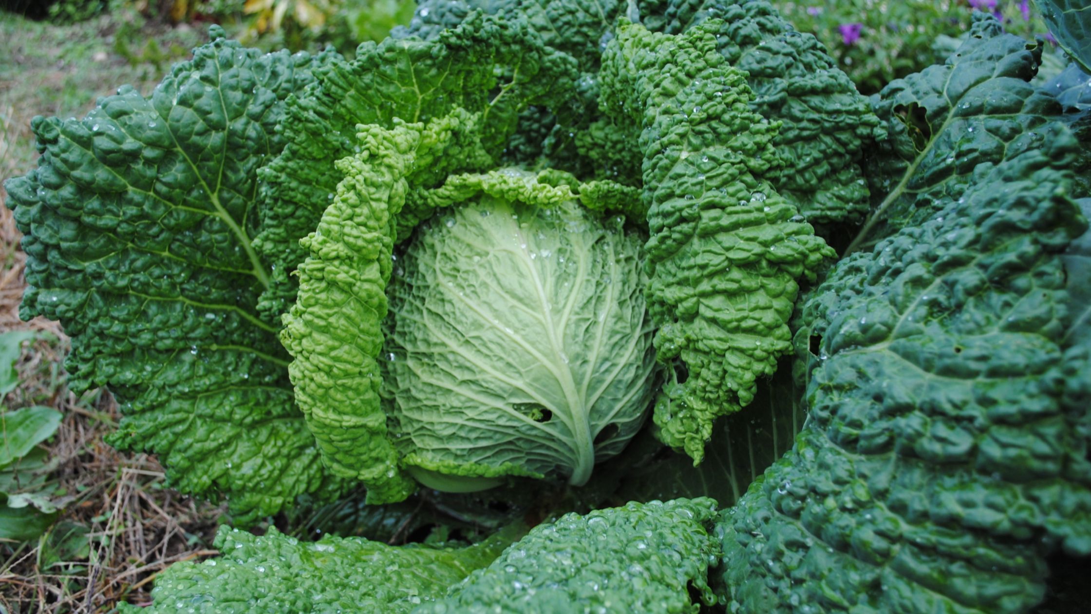 fall planting cabbage