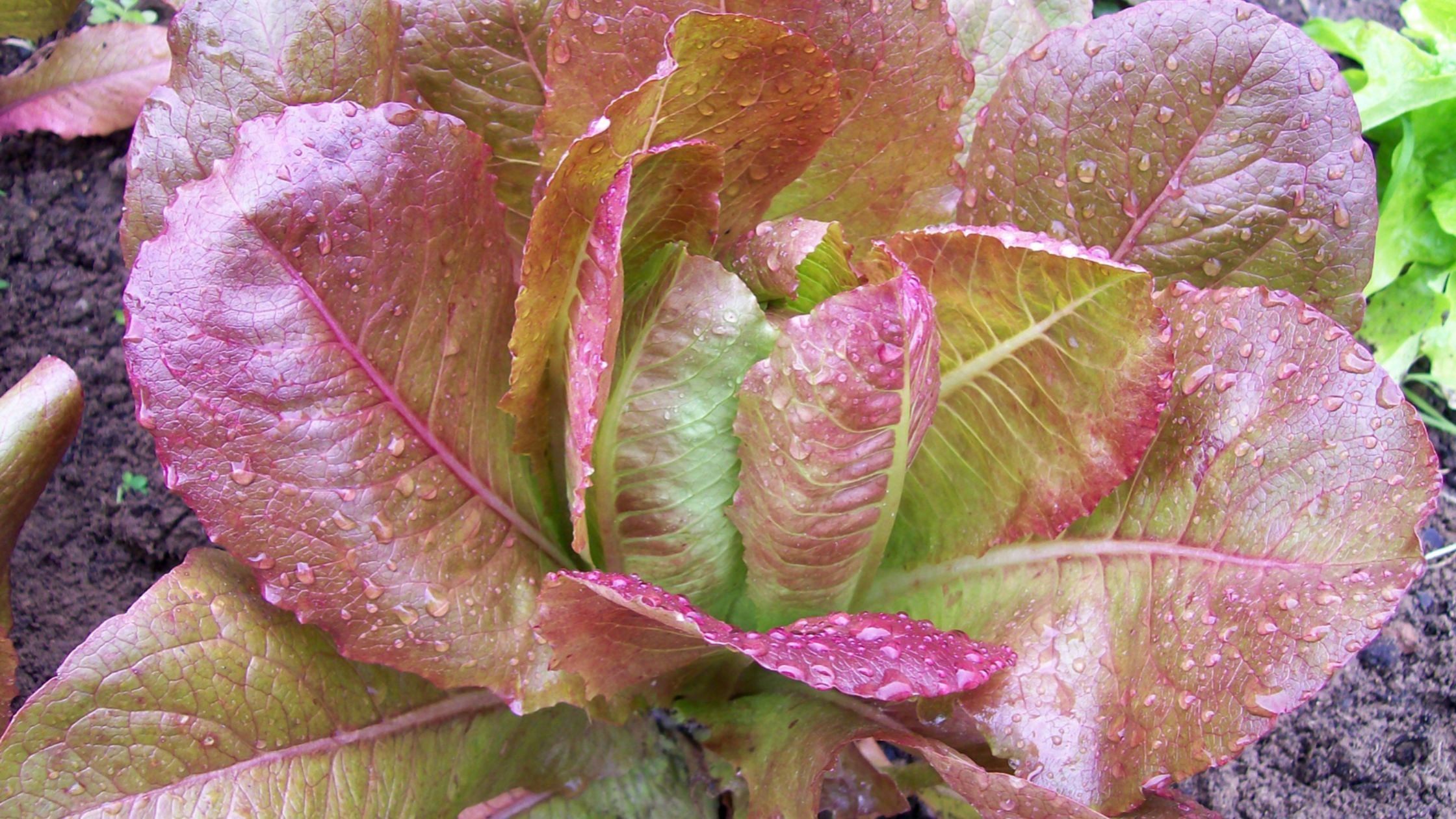 fall planting lettuce