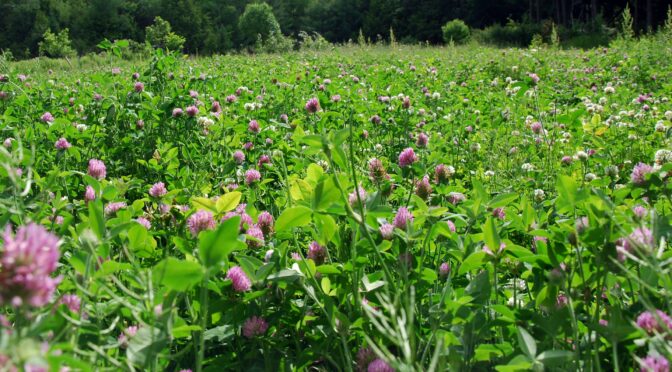Red Clover (cover crops)