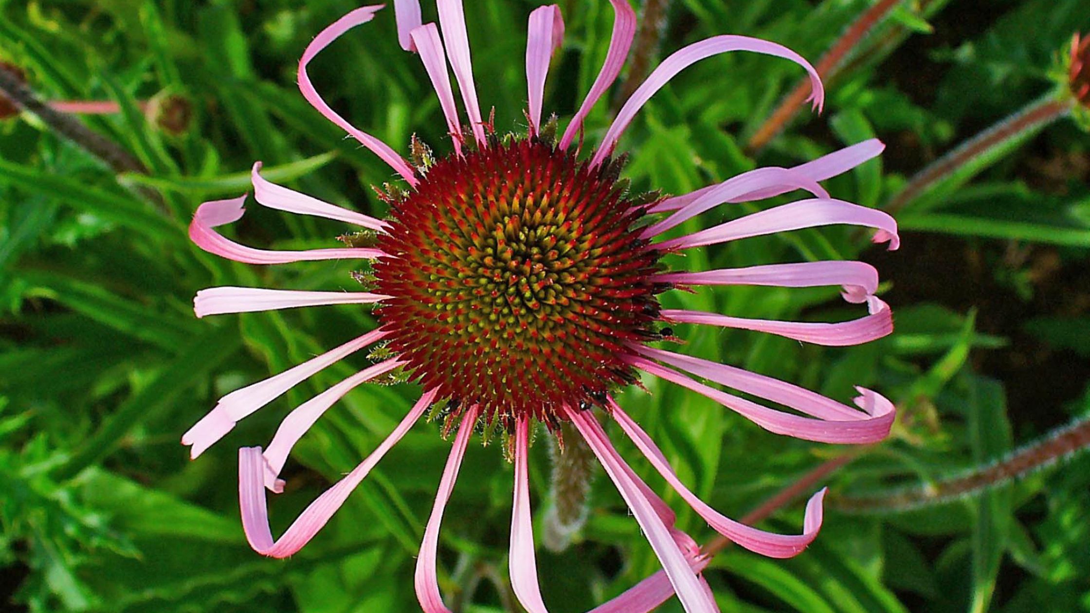 Unusual Medicinal Herbs Echinacea pallida