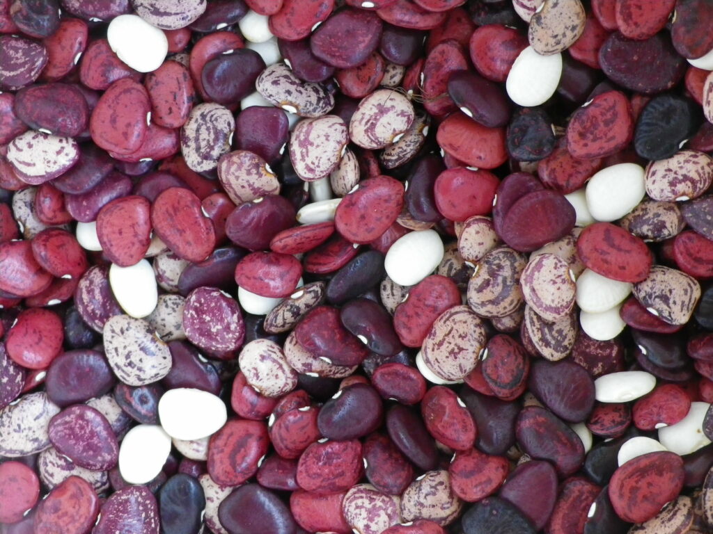 Willow Leaf Colored Lima Beans (share seed)