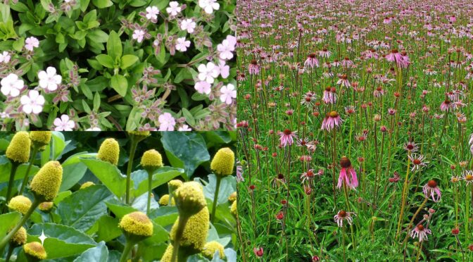 Unusual Medicinal Herbs: Spilanthes, Soapwort, Echinacea pallida