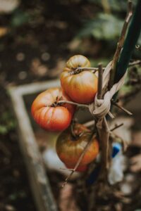 Fall tomatoes (mitigate plant diseases)