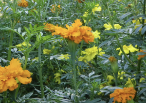 Crackerjack Mix African Marigold (flowers from seed)