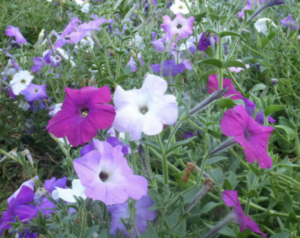 Old Fashioned Vining Petunia (flowers from seed)