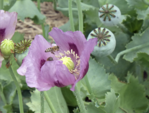 Hungarian Blue Breadseed Poppy (flowers from seed)