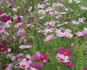Sensation Mix Cosmos (flowers from seed)
