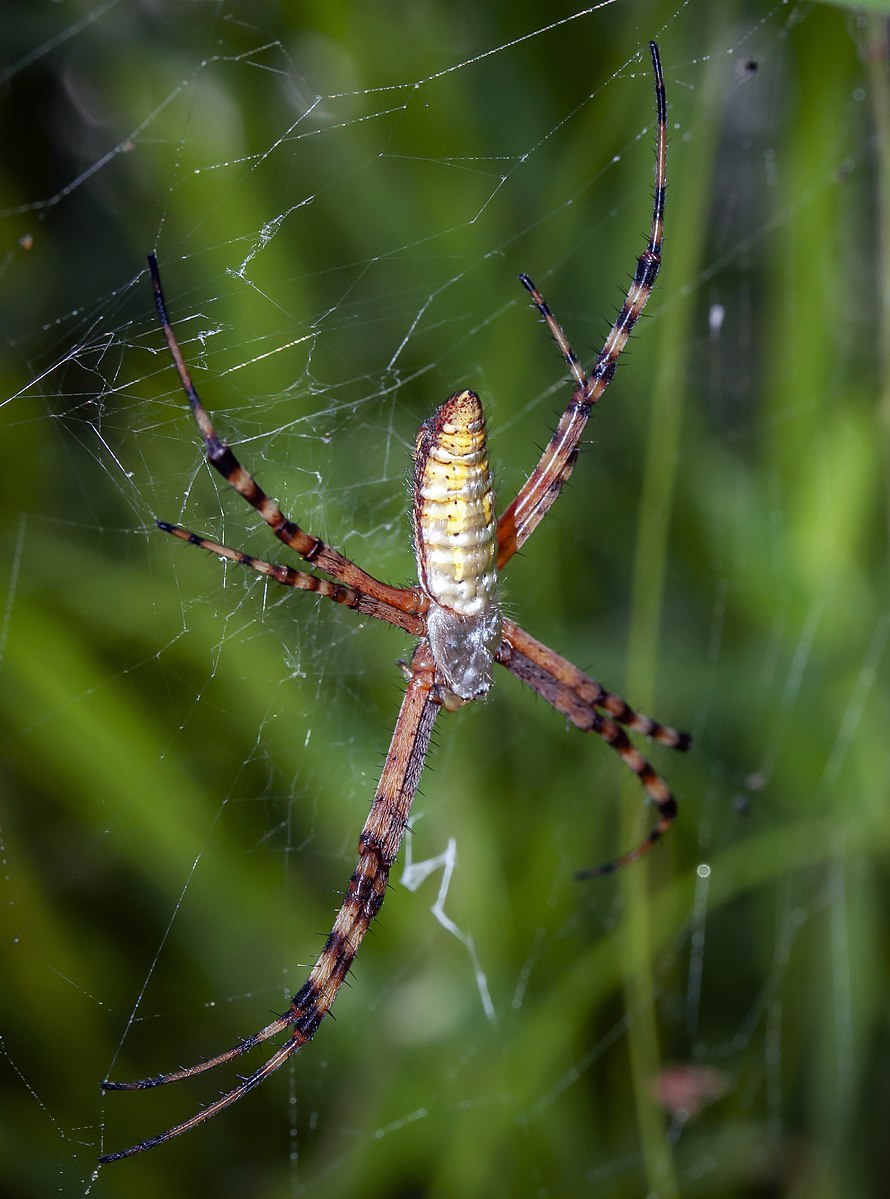 Banded Garden Spider in a Web