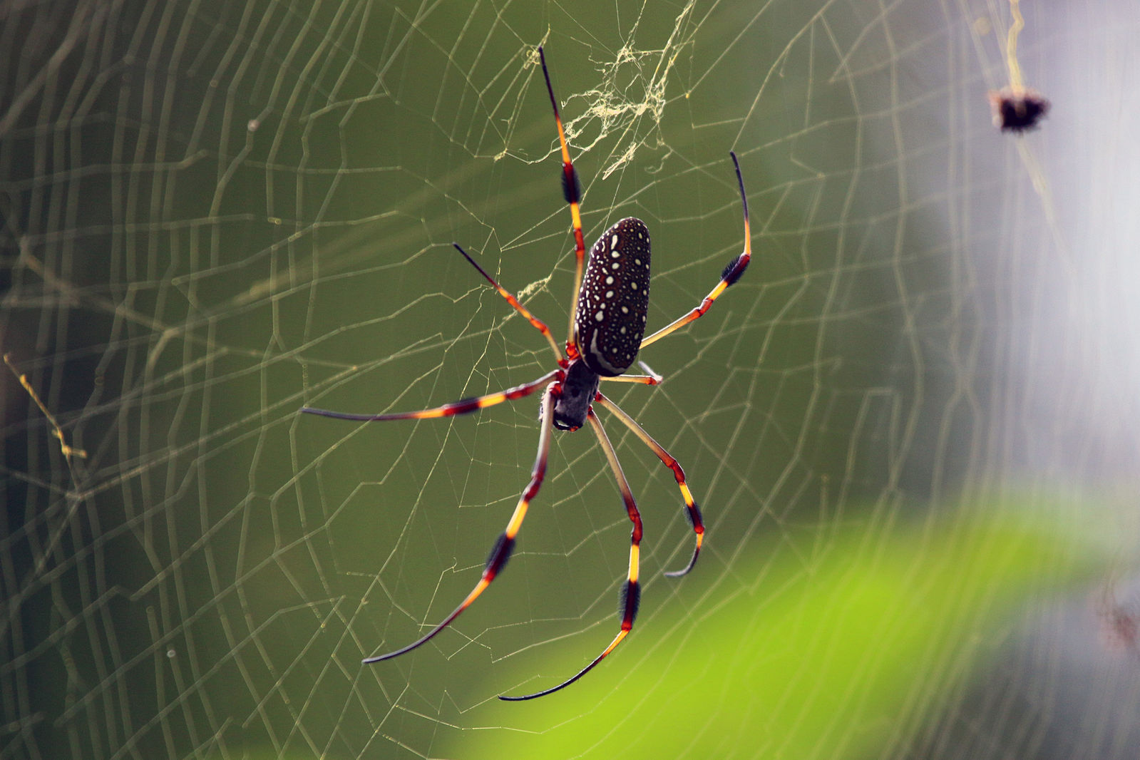 The common spiders of the United States. Spiders -- United States