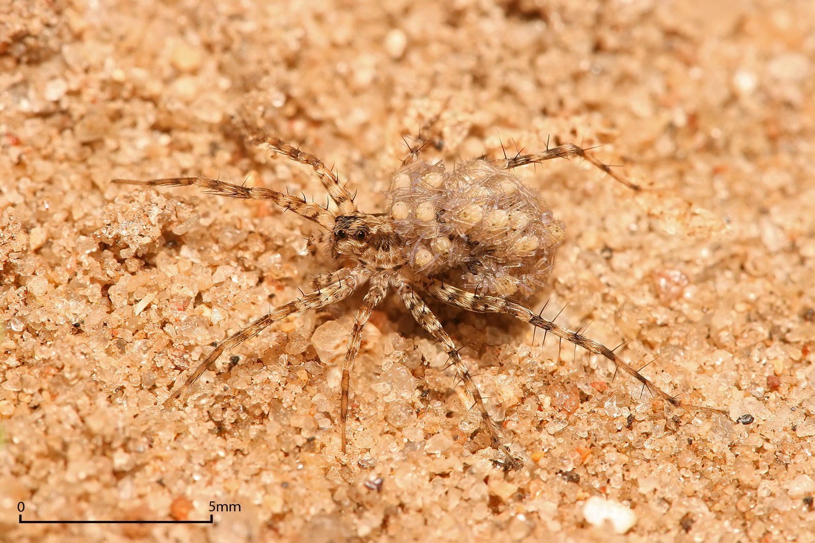Female Wolf Spider Carrying Young on Her Back