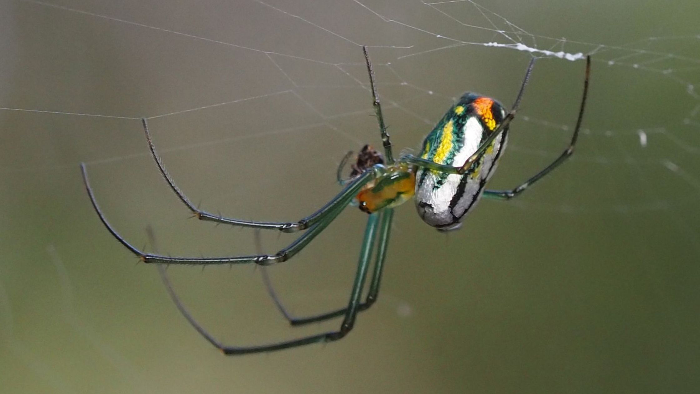 Spider silk - Wikipedia