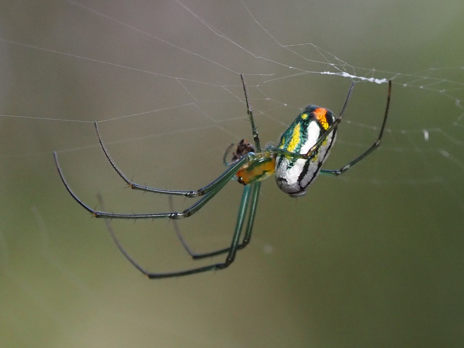 Mabel Orchard Orbweaver in a Web