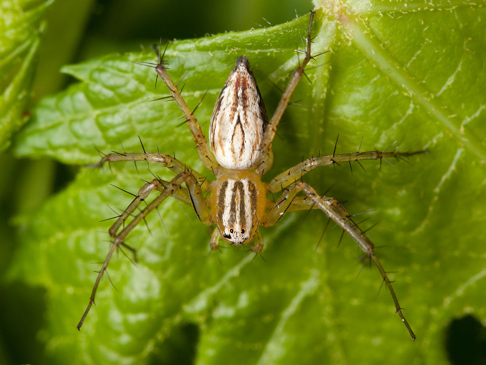 Striped Lynx Spider on a Leaf