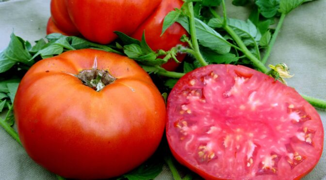 Beginner Garden: Selecting Tomatoes