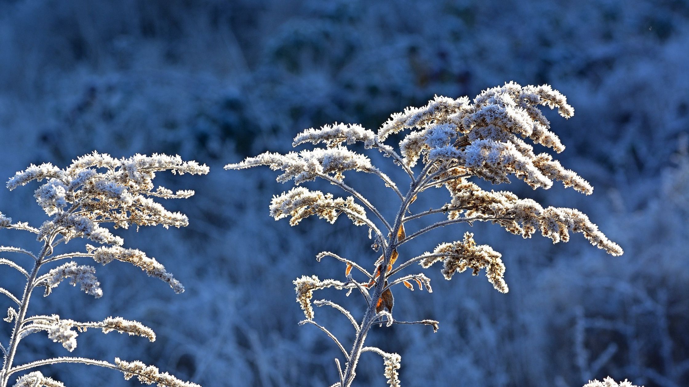 5-winter-garden-projects-to-help-you-get-ahead-gardeninbloom