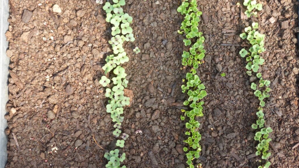 Brassica seedlings