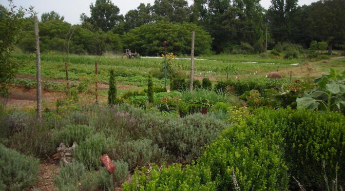 Herb Garden: Spring Maintenance