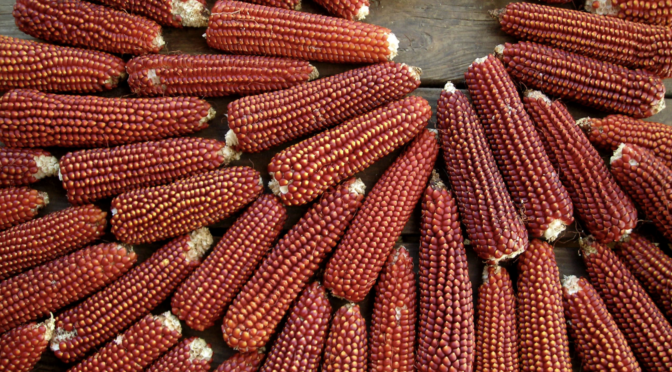 Selecting Corn for the Home Garden