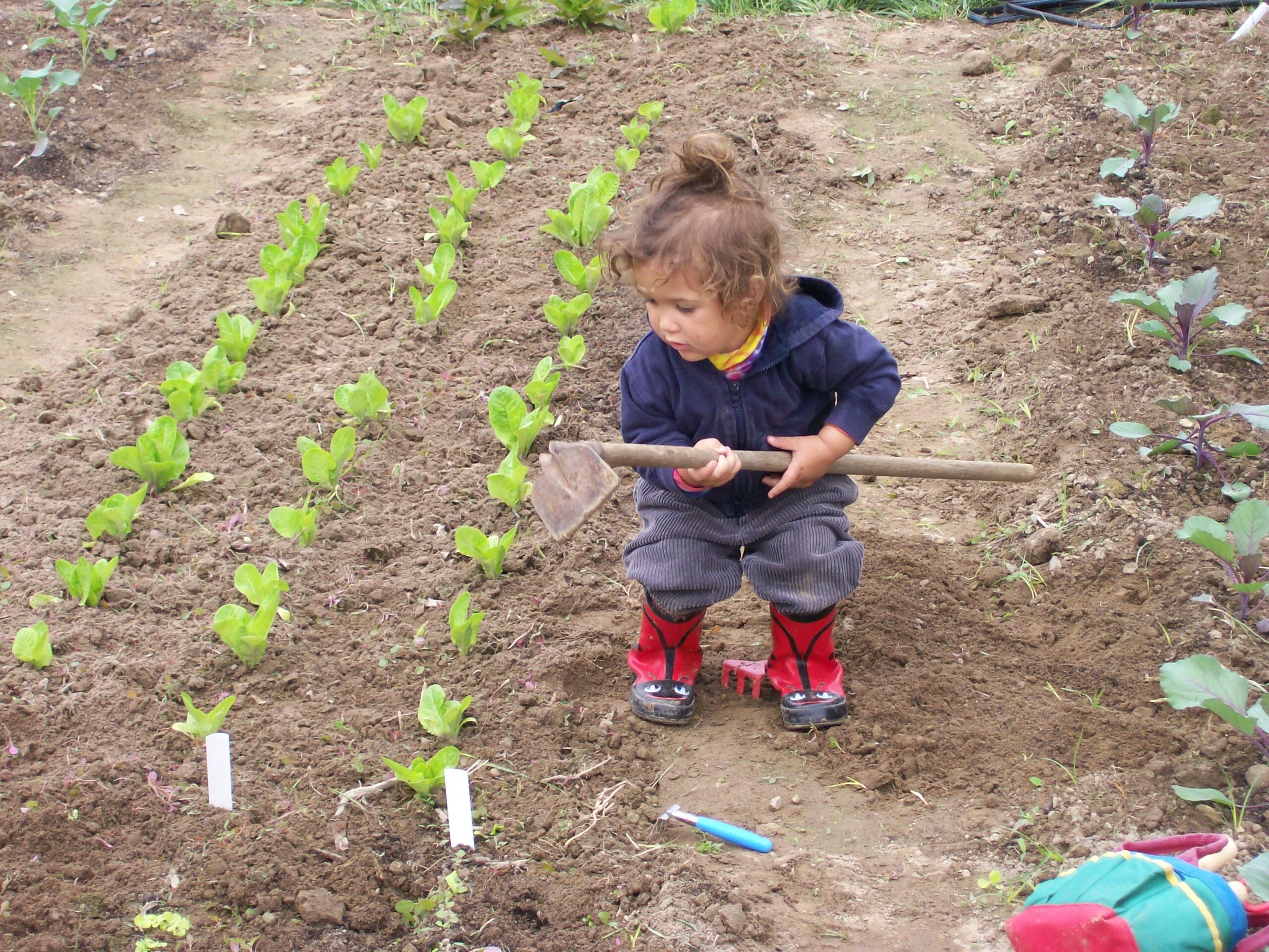 Child with a hoe in between rows of lettuce and cabbage seedlings