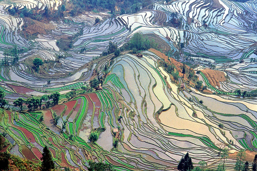 Ancient terrace rice fields in Yunnan Province, China
