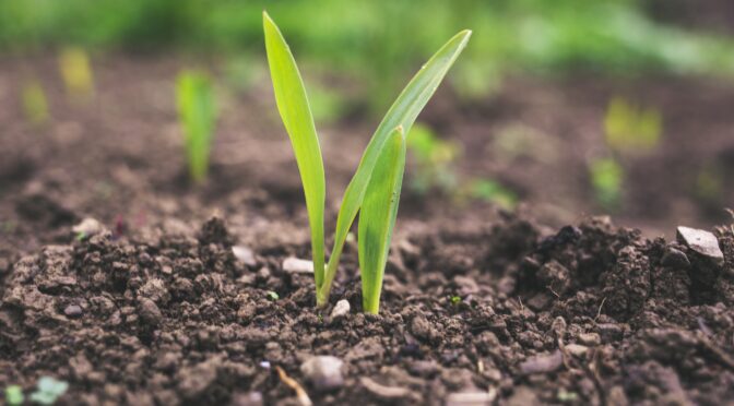 Corn seedling in soil (soil test)
