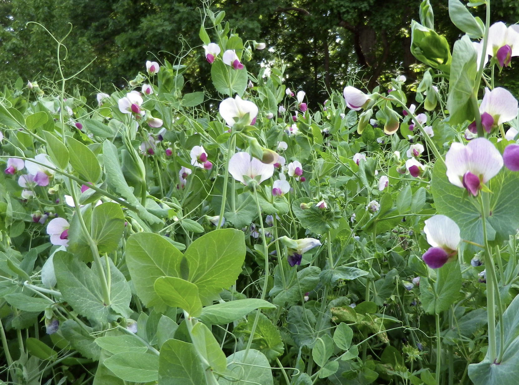 Austrian Winter Peas (cover crop) in flower as part of organic weed management