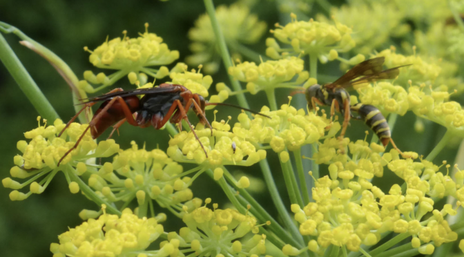 Pests & Pollination: Attract Beneficial Insects