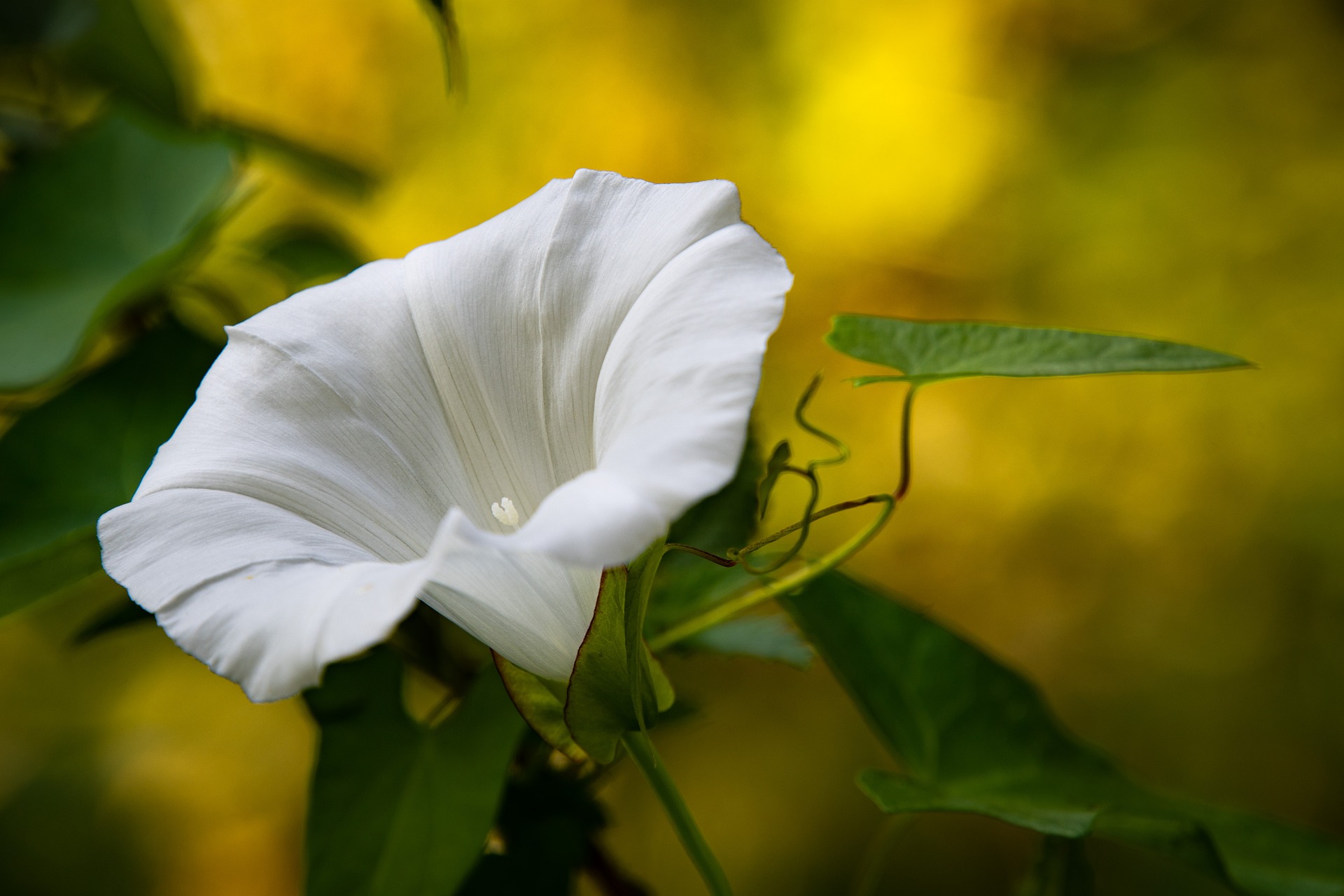White bindweed flower (organic weed management)