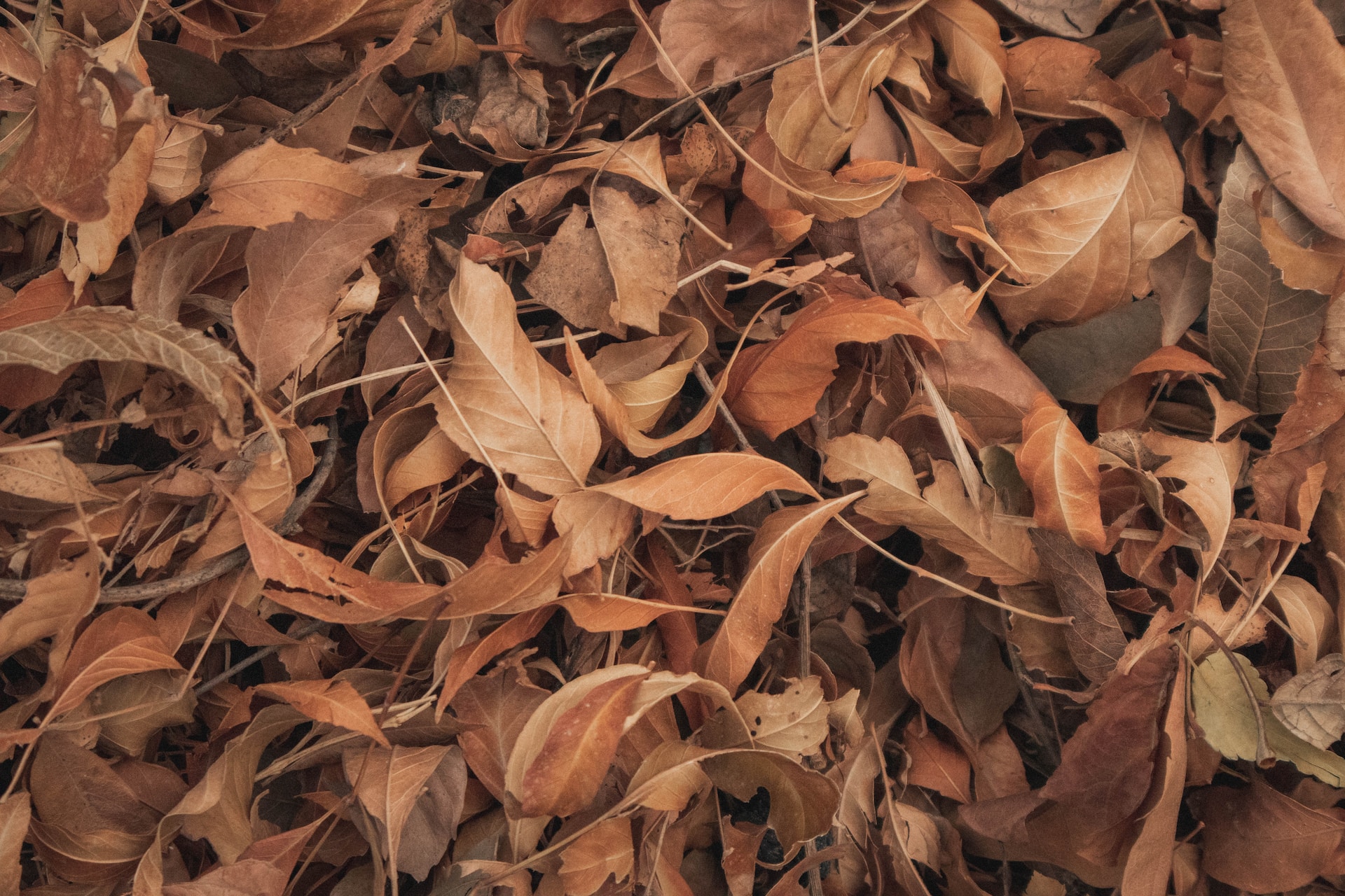 dead leaves (attract beneficial insects)