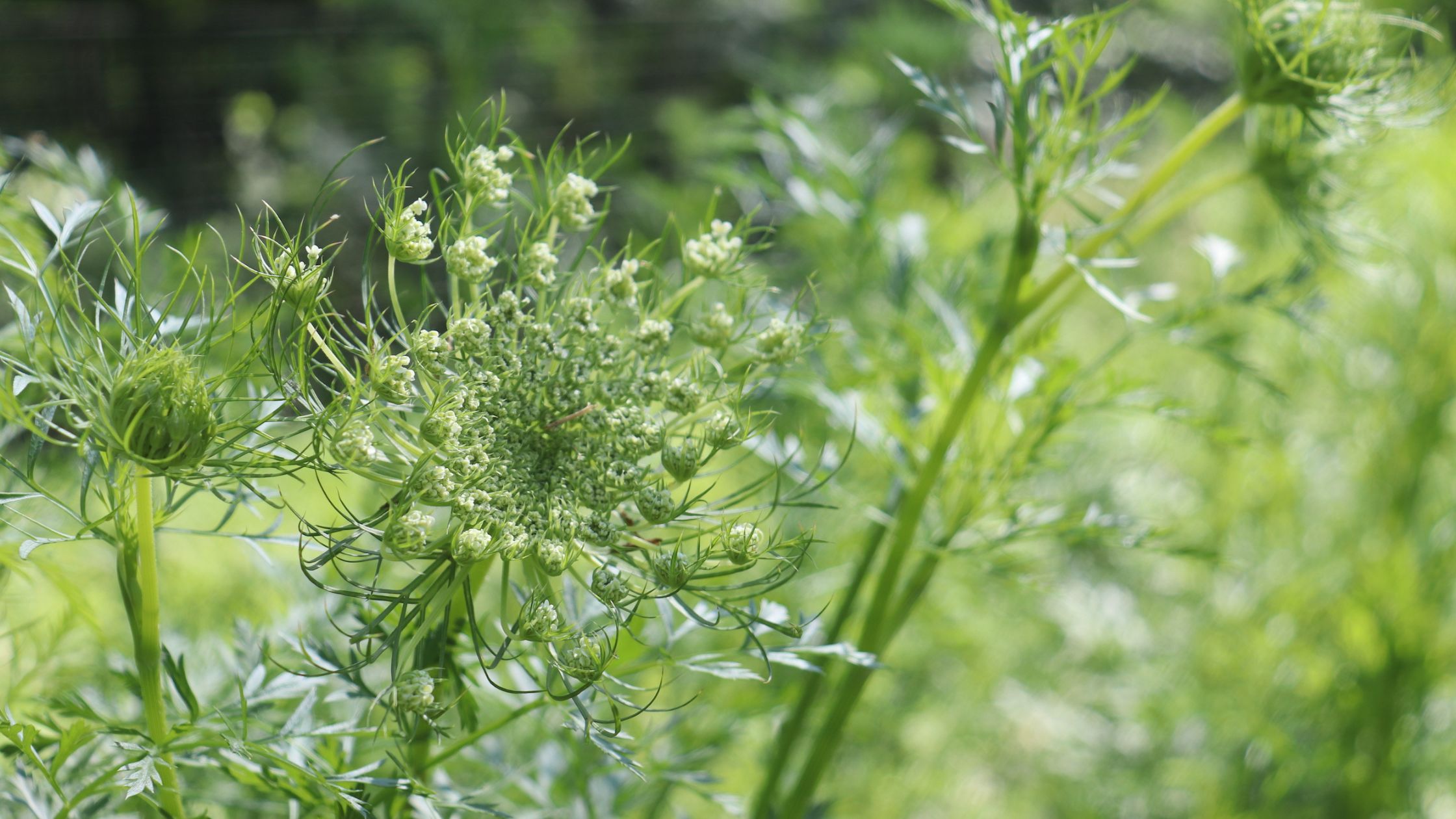 Carrot Flower Forming in the Second Year (biennial crop)