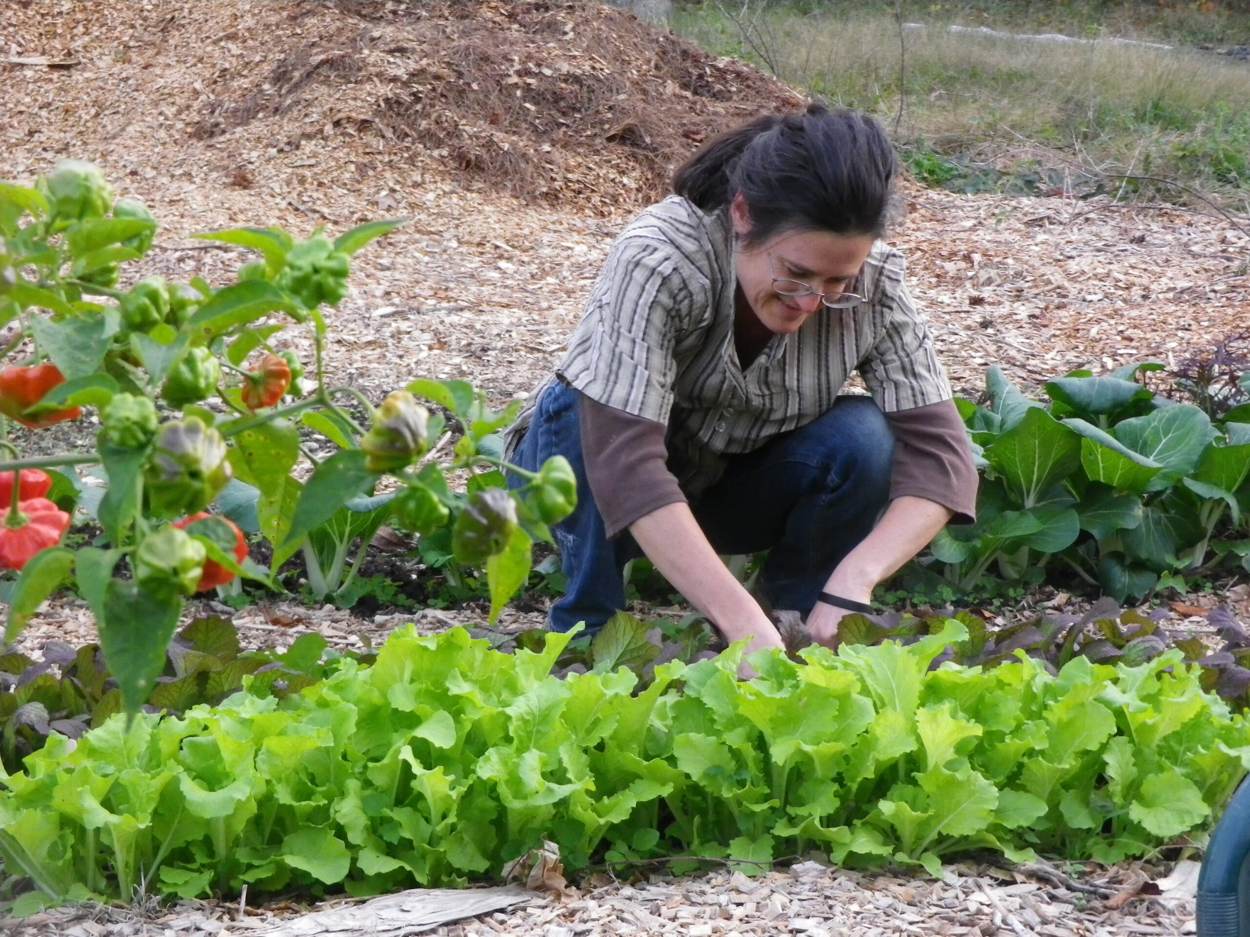 When to Plant a Fall Backyard - Batang Tabon