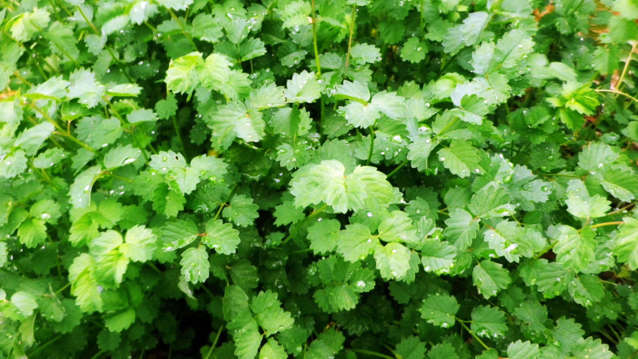 Salad Burnet (perennial crop)