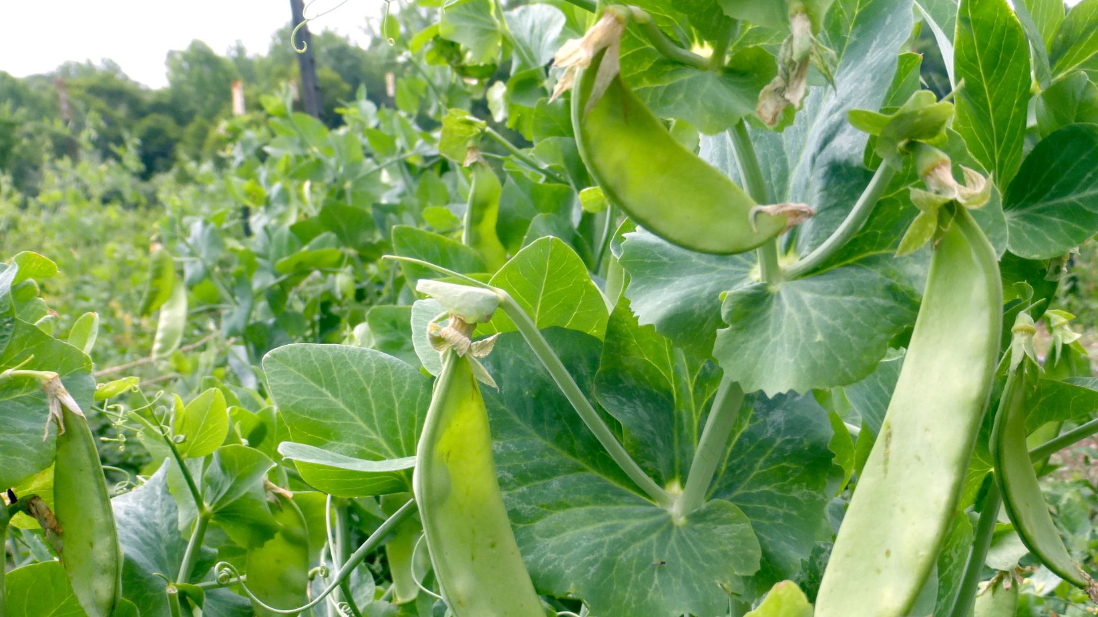 Oregon Giant Dwarf Snow Pea (annual crop)