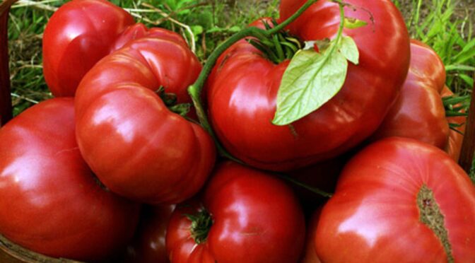 Top 10 Tips for Growing Heirloom Vegetables